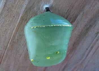 Chrysalis Butterfly