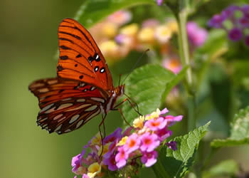 Fritillary Butterfly