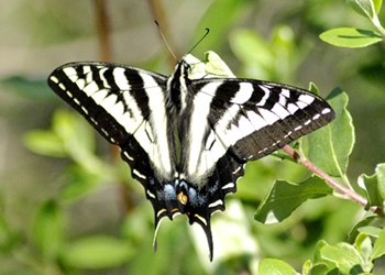 Zebra Swallowtail Butterfly