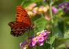 Fritillary Butterfly