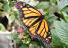 Monarch Butterfly
