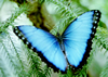 Morpho Butterfly