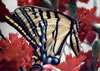 Tiger Butterfly