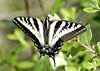 Zebra Butterfly